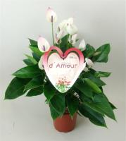 Антуриум сортовой