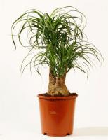 Нолина разветвленная (Бокарнея)