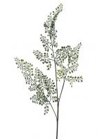 Адиантум ветка