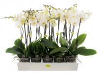 Фаленопсис белый