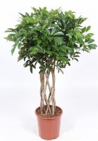 Шеффлера Компакта цилиндр