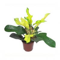 Кротон (Кодиеум) Вилма