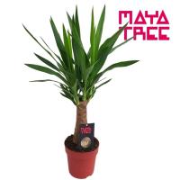 Юкка слоновая