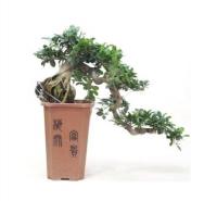 Фикус бонсай каскад