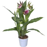 Орхидея Зигопеталум