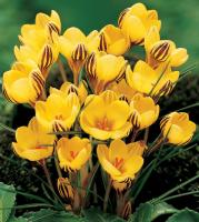 КРОКУС CROCUS FUSCOTINCTUS 20шт