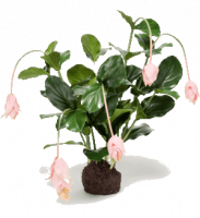 Мединилла без кашпо 