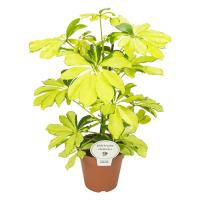 Шеффлера Мелани