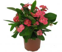 Молочай Милли микс (Эуфорбия)