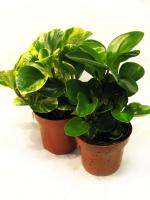 Пеперомия микс