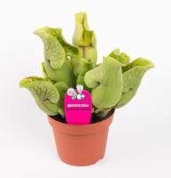 Саррацения микс