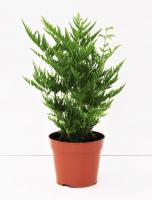 Птерис straminea