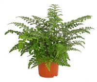 Асплениум Парвати