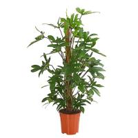 Филодендрон педатум (стоповидный)