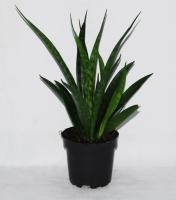 Сансевиерия kirkii Friends