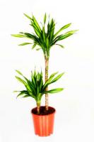 Драцена фрагранс Рики (2 ствола)