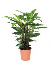 Калатея Руфибарба Тропистар