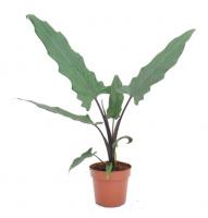 Алоказия Лаутербахиана