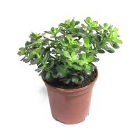 Крассула Минор