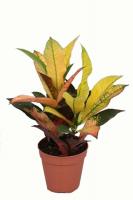 Кротон (Кодиеум) Айстон