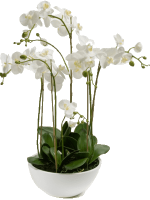 Фаленопсис в белом кашпо 