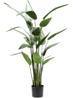 Геликония в кашпо 