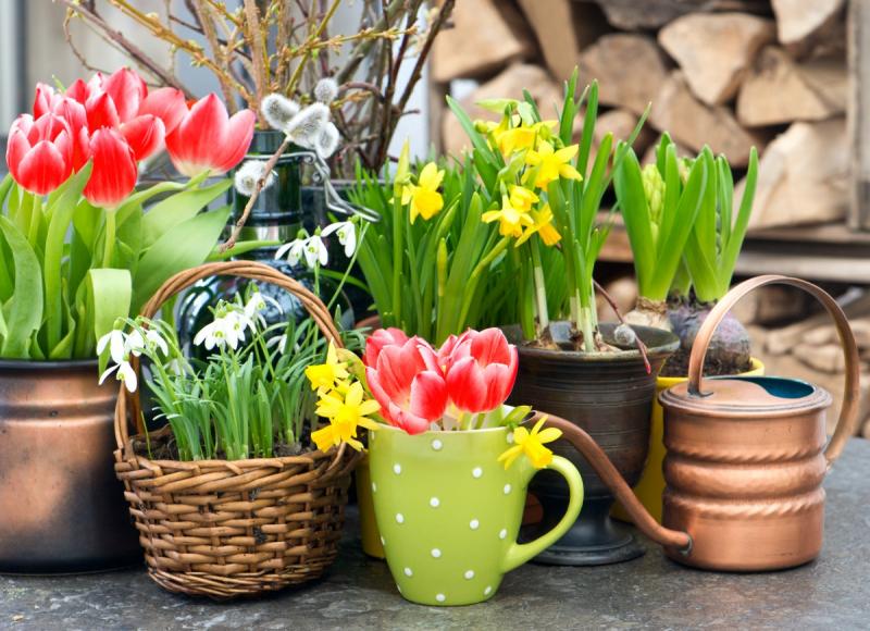 Сезонность: выбираем растения в зависимости от времени года