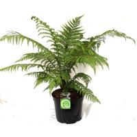 Диксония антарктическая