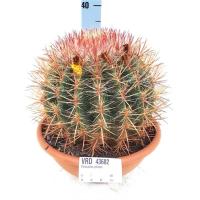 Ферокактус pilosus (Мексиканский лаймовый кактус)