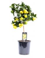 Цитрус Лиметта Пурша