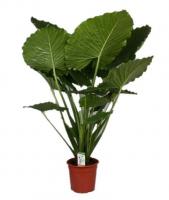 Алоказия Гагеана (Калифорния)