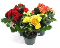 Бегония Элатиор Микс