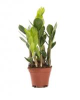 Замиокулькас