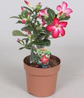 Адениум обесум (Пустынная роза)