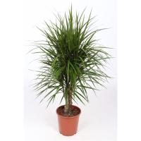 Драцена Маргината разветвленная