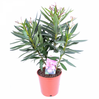 Нериум Олеандер микс