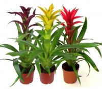 Гусмания Микс