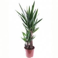 Юкка 2 ствола