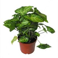 Сингониум микс