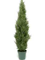 Можжевельник в кашпо 