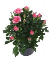 Роза сортовая микс