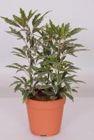 Шеффлера элегантиссима Бьянка (дизиготека элегантиссима)