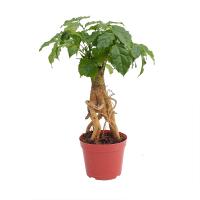 Радермахера китайская Бонсай