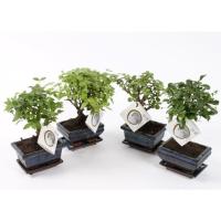 Бонсай микс