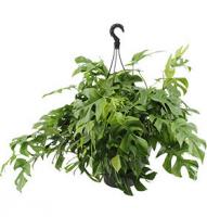 Монстера  Минима подвесная