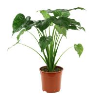 Алоказия Кукулата (клобучковая)