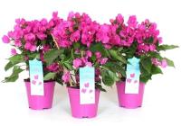 Бугенвиллия