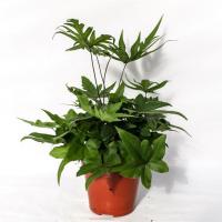 Дориоптерис Стоповидный