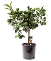 Цитрус Каналикулата