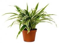 Хлорофитум Лаксум